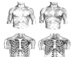 Строение, особенности и типы грудной клетки человека