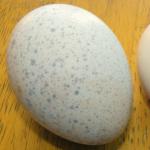 Индюшиные яйца: польза и вред, калорийность и рецепты приготовления