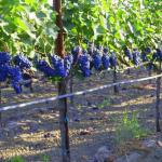 Шпалеры для винограда своими руками: основные правила Как обустроить виноградник на даче